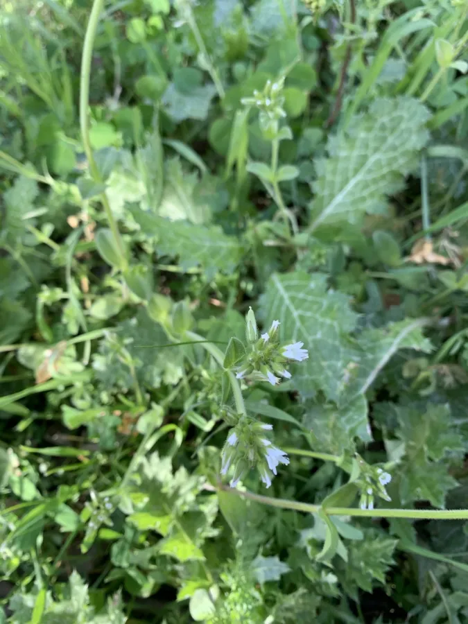 Cerastium glomeratum