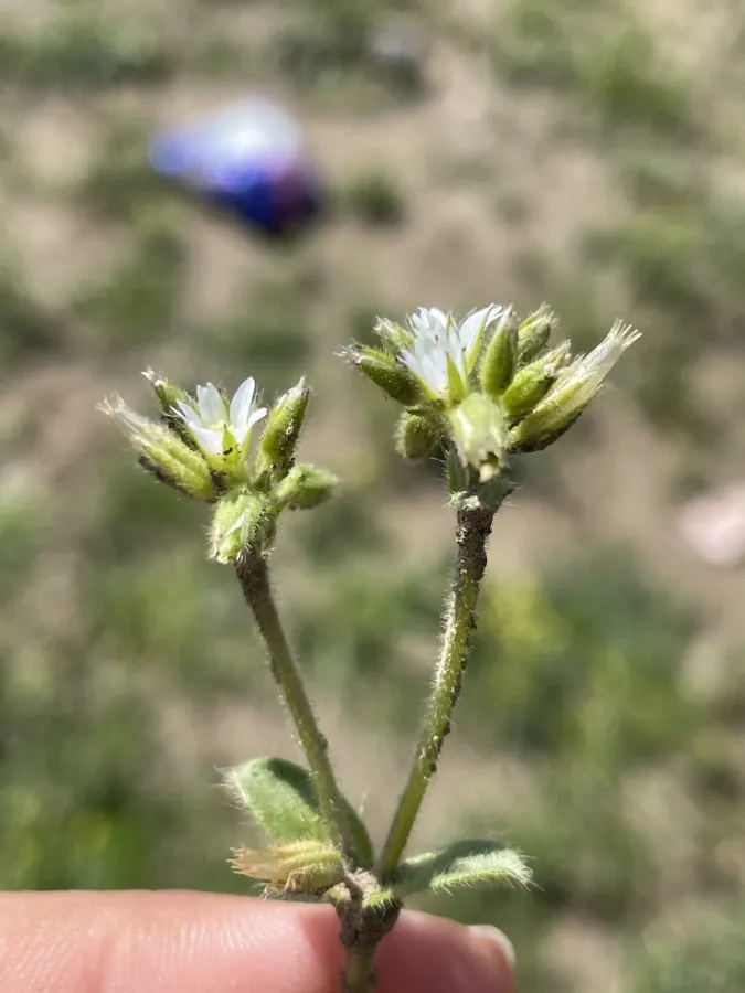 Cerastium glomeratum
