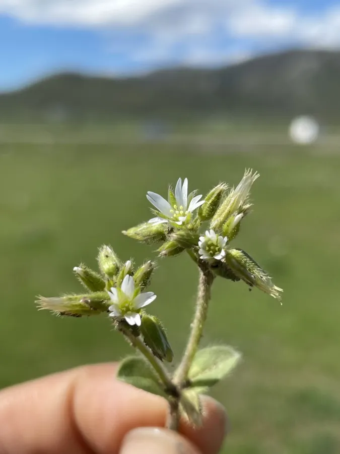 Cerastium glomeratum
