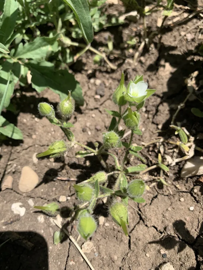 Cerastium inflatum