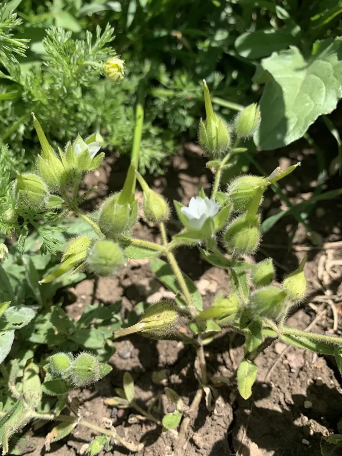 Cerastium inflatum