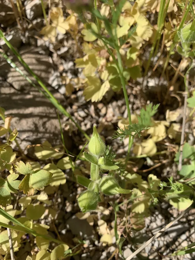 Cerastium inflatum