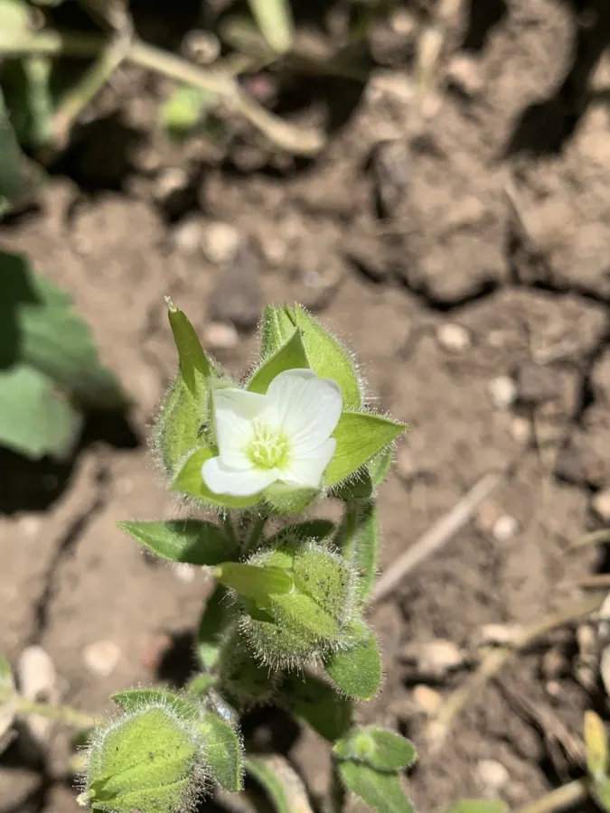 Cerastium inflatum