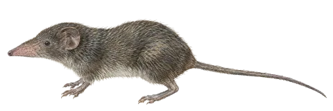 Lesser White-toothed Shrew