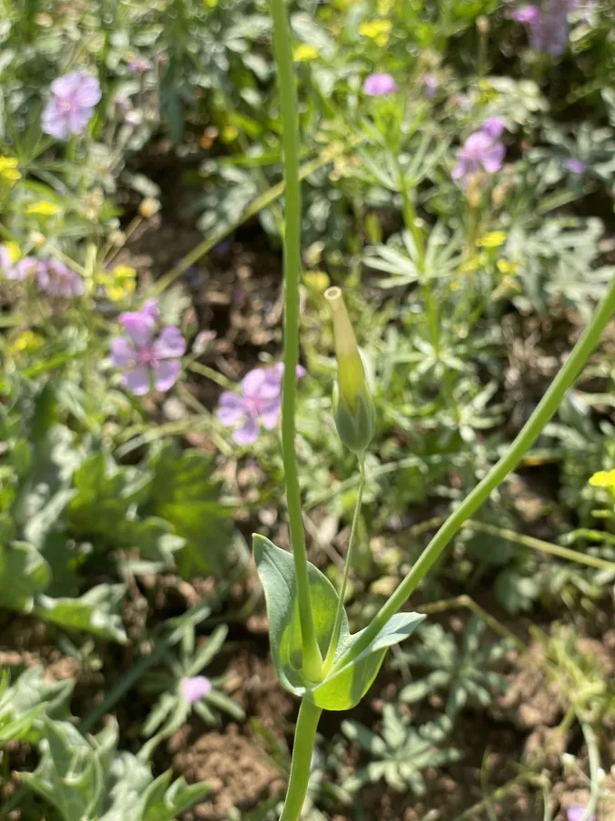 Cerastium perfoliatum