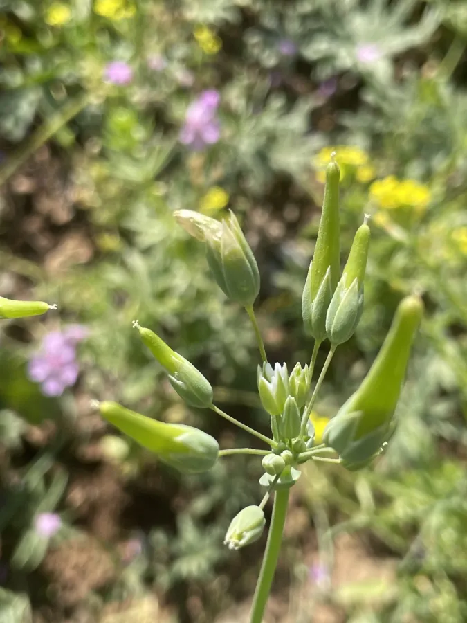 Cerastium perfoliatum