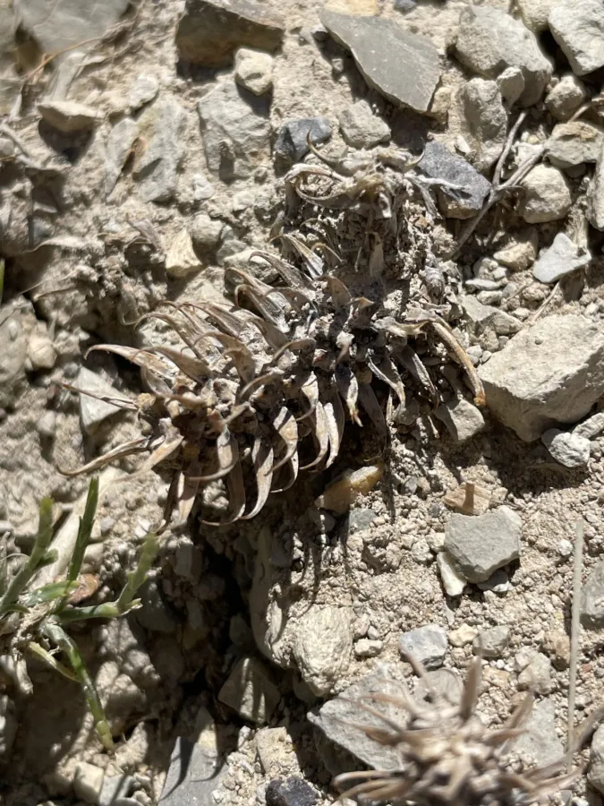 Ceratocephala falcata