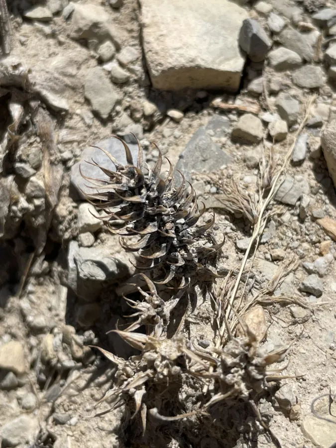 Ceratocephala falcata