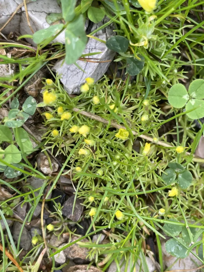 Ceratocephala falcata