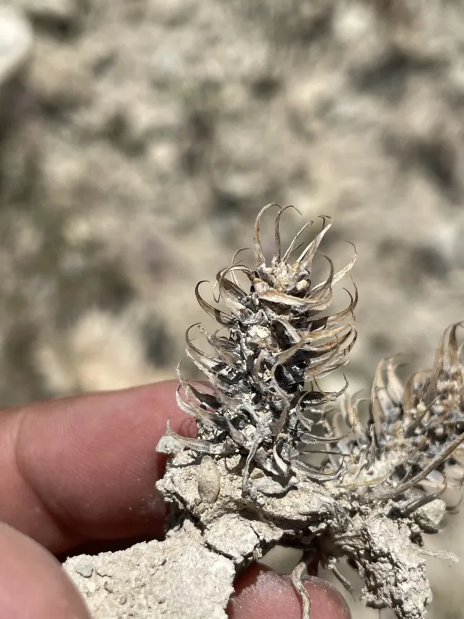 Ceratocephala falcata