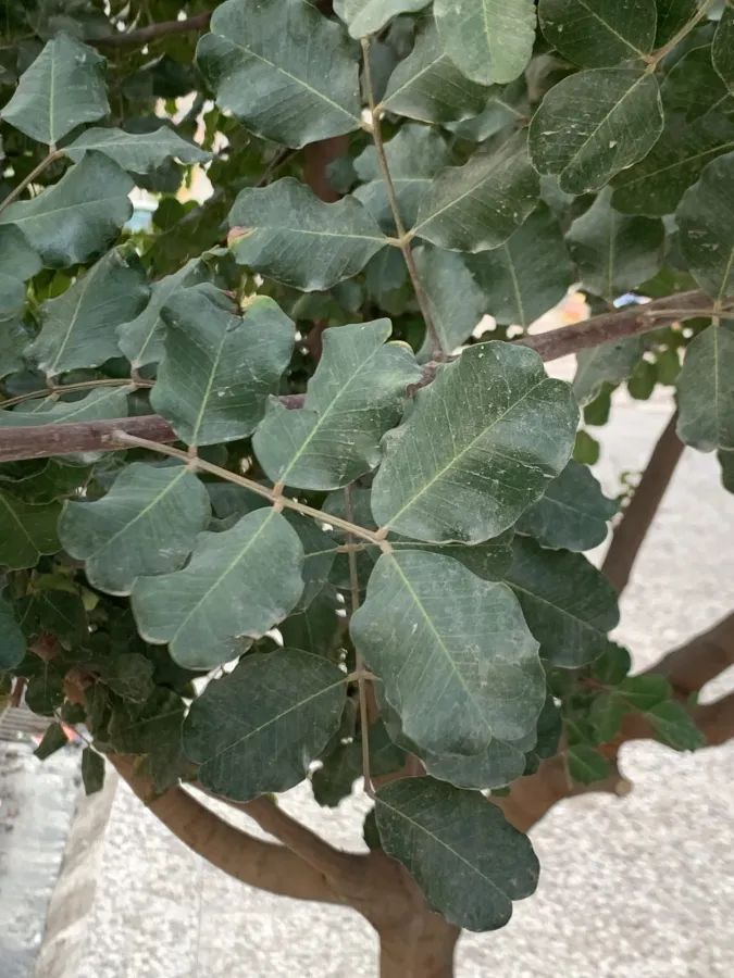 Ceratonia siliqua