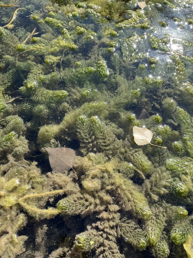 Ceratophyllum demersum