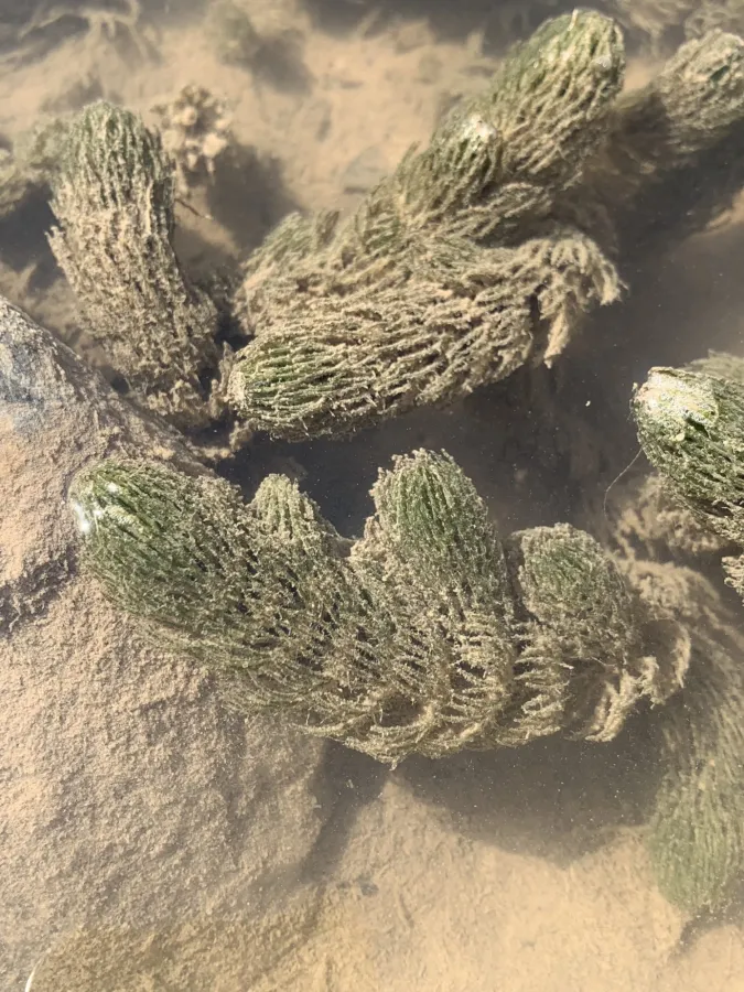 Ceratophyllum demersum