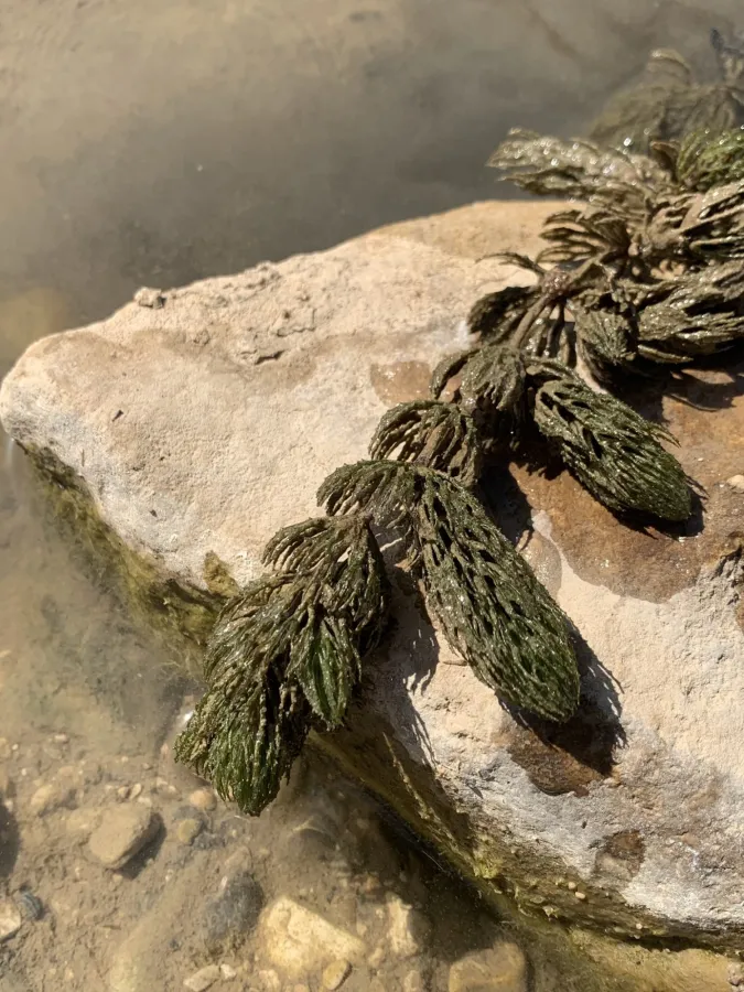 Ceratophyllum demersum