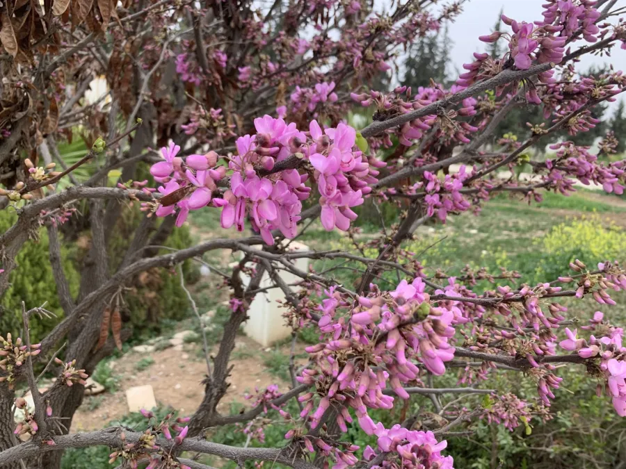 Cercis siliquastrum