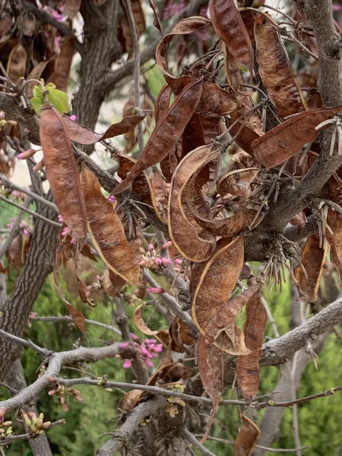 Cercis siliquastrum
