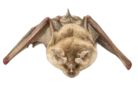 Greater Horseshoe Bat