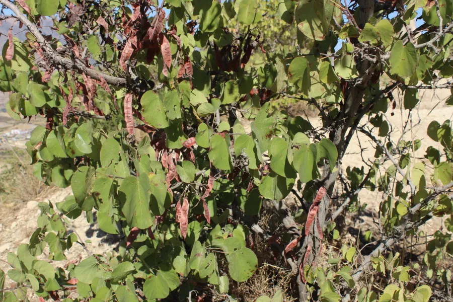 Cercis siliquastrum