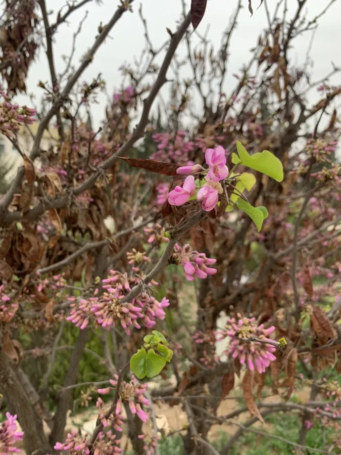 Cercis siliquastrum