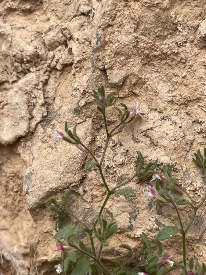 Chaenorhinum rubrifolium