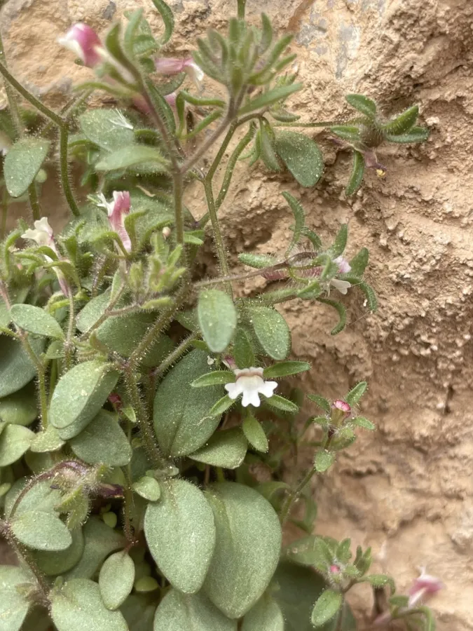 Chaenorhinum rubrifolium
