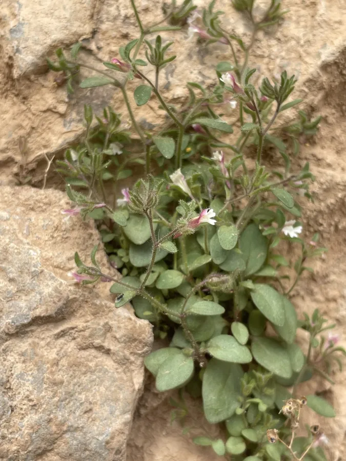 Chaenorhinum rubrifolium
