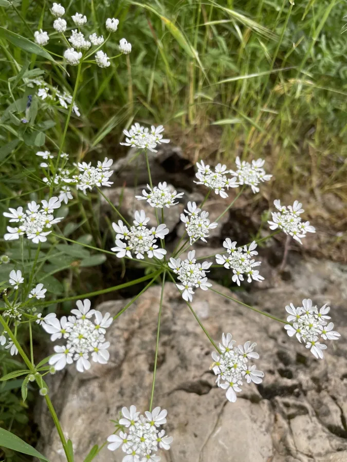 Chaerophyllum crinitum