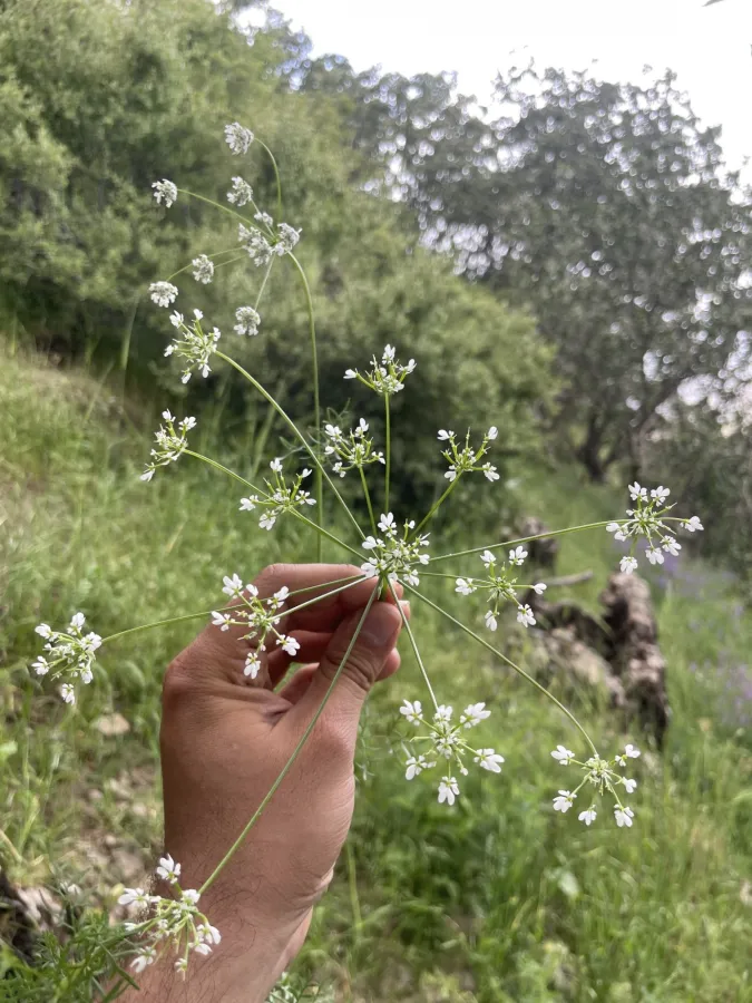 Chaerophyllum crinitum
