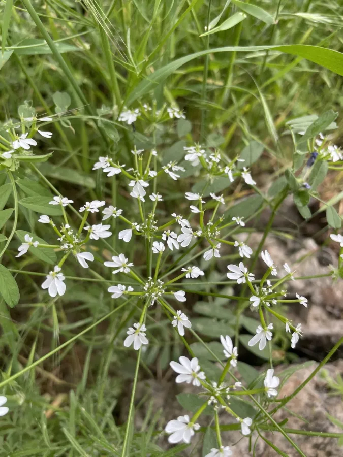 Chaerophyllum crinitum