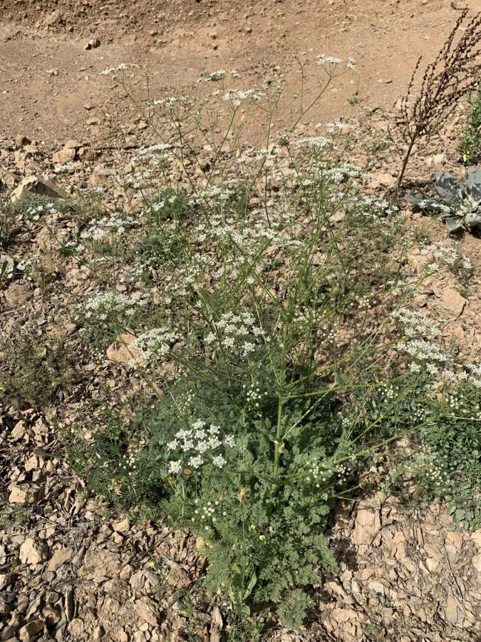 Chaerophyllum macropodum