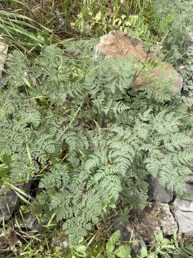 Chaerophyllum macropodum