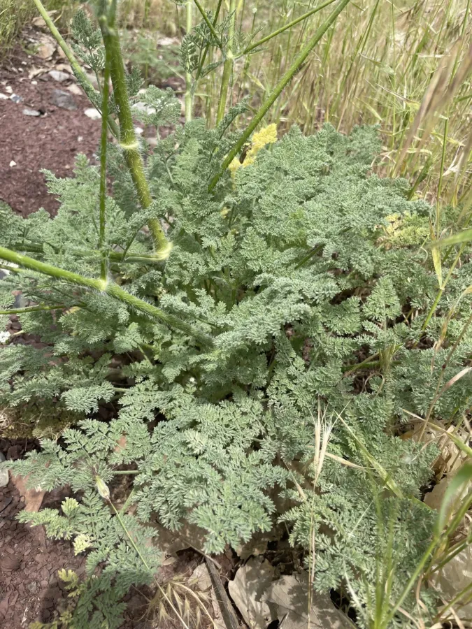 Chaerophyllum macropodum
