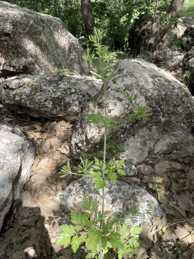 Chaerophyllum nodosum
