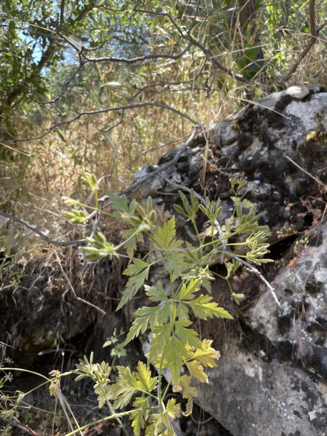 Chaerophyllum nodosum