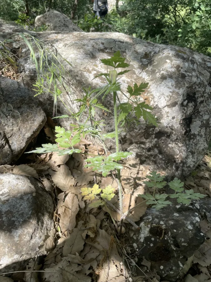 Chaerophyllum nodosum