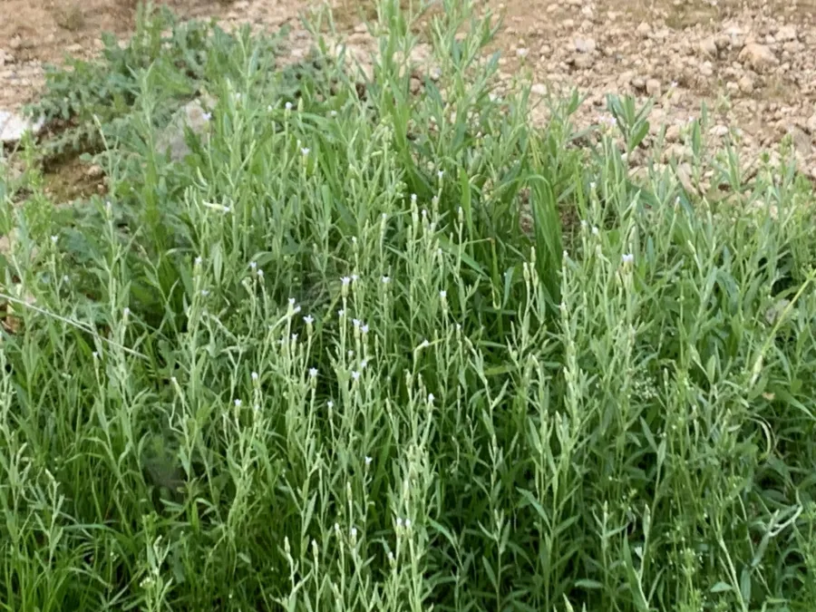 Chardinia orientalis