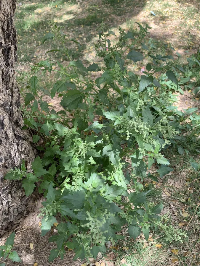 Chenopodiastrum murale