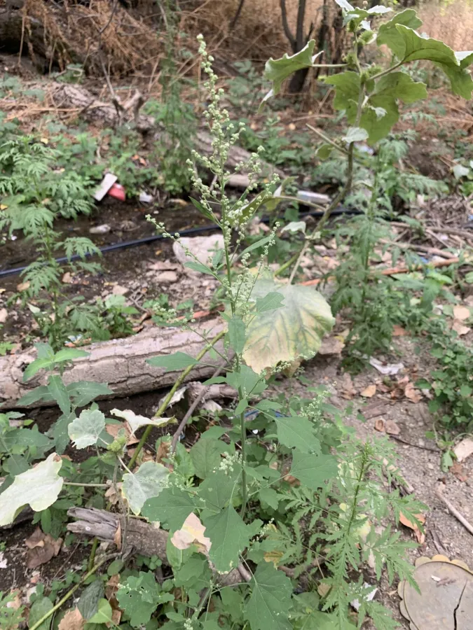 Chenopodium album