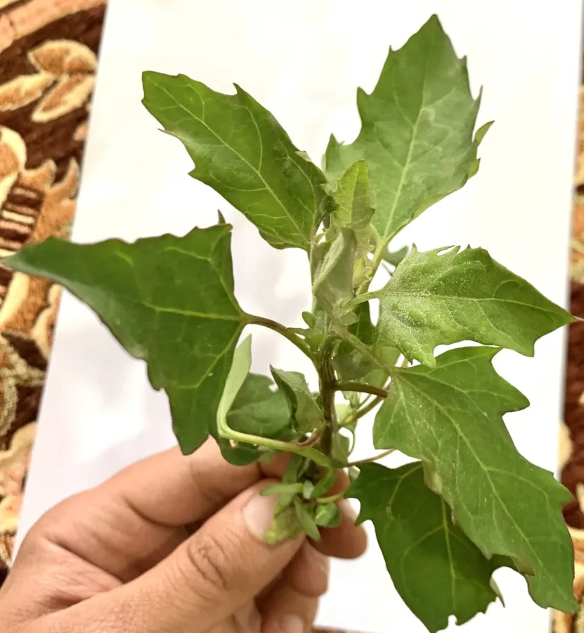 Chenopodium album