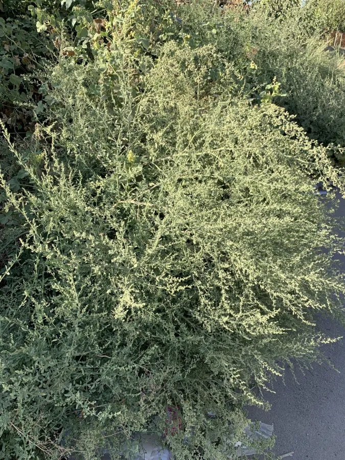 Chenopodium album