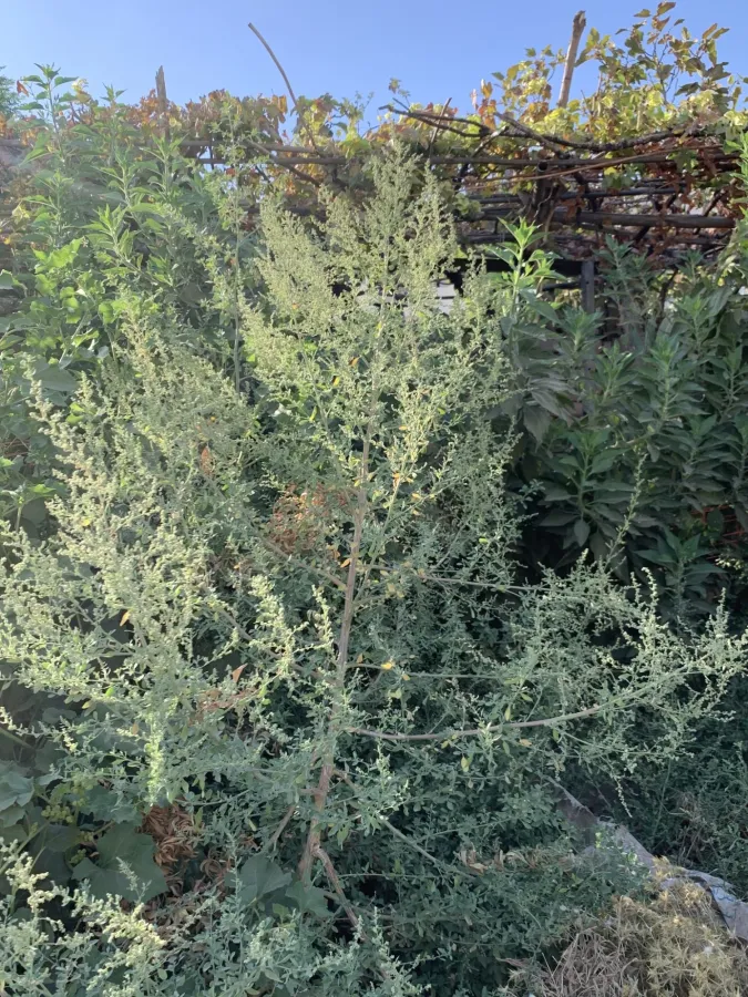 Chenopodium album