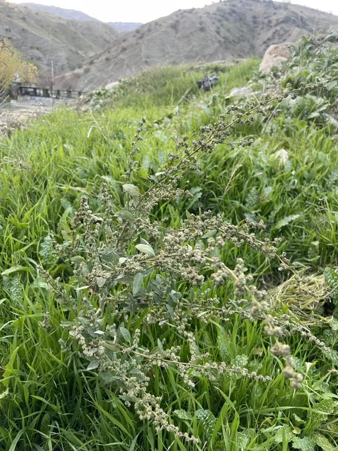 Chenopodium opulifolium