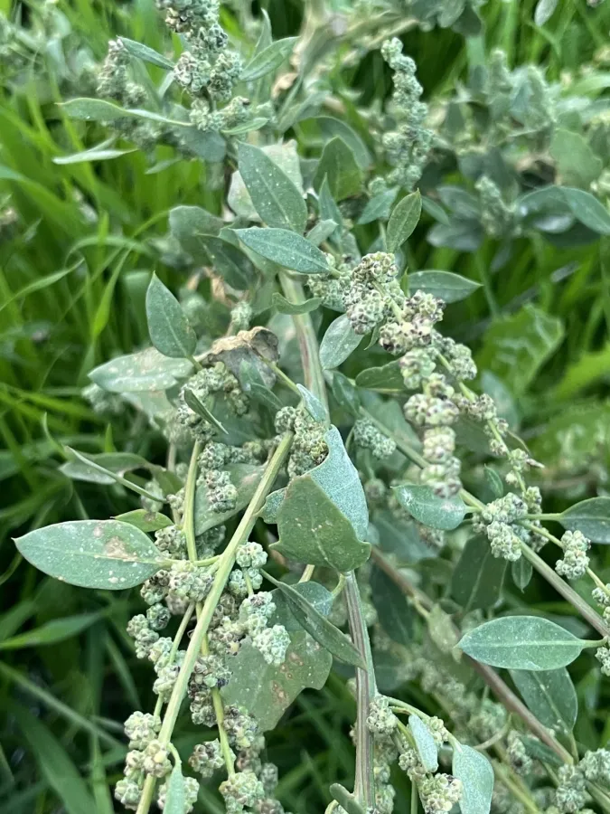 Chenopodium opulifolium