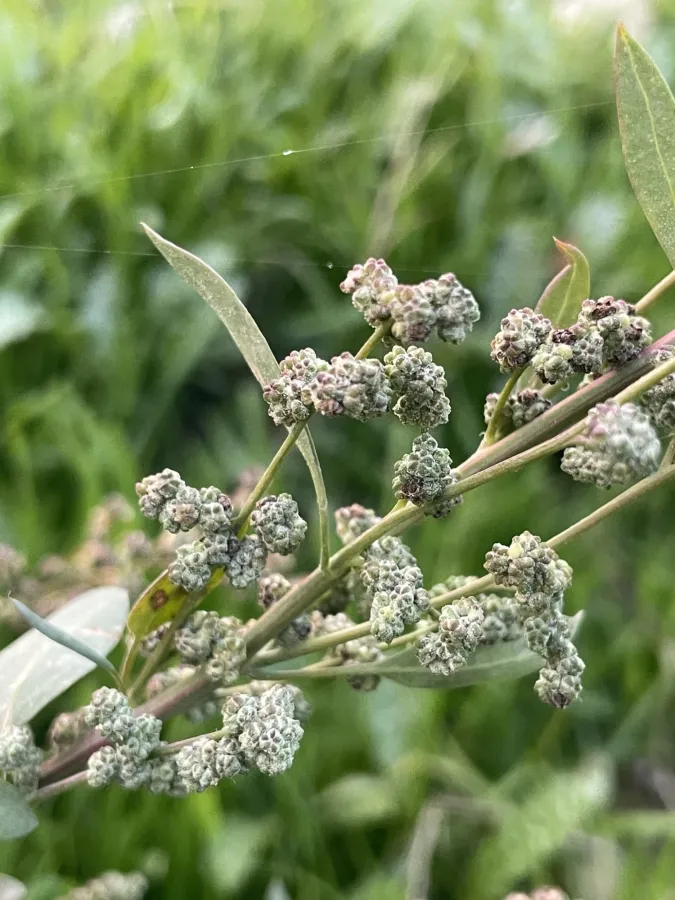 Chenopodium opulifolium