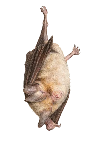 Mehely’s Horseshoe Bat