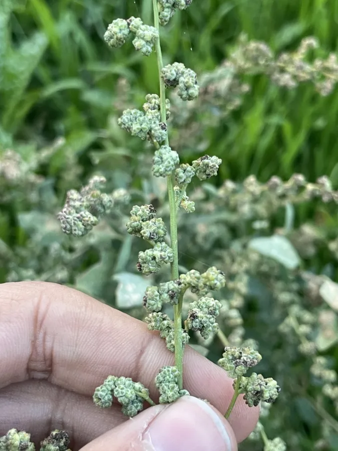 Chenopodium opulifolium