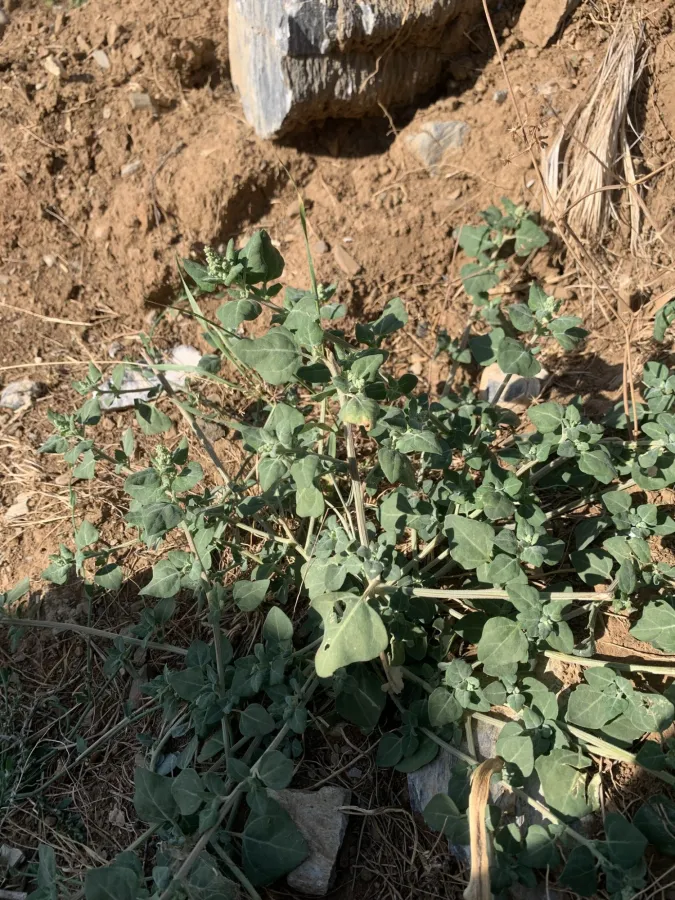 Chenopodium vulvaria