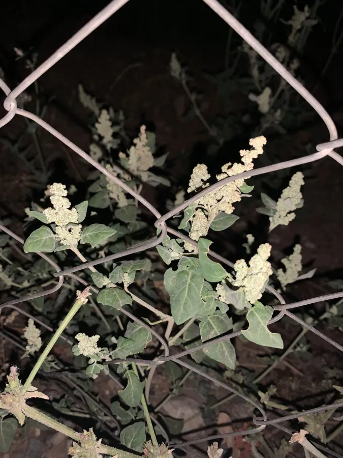 Chenopodium vulvaria