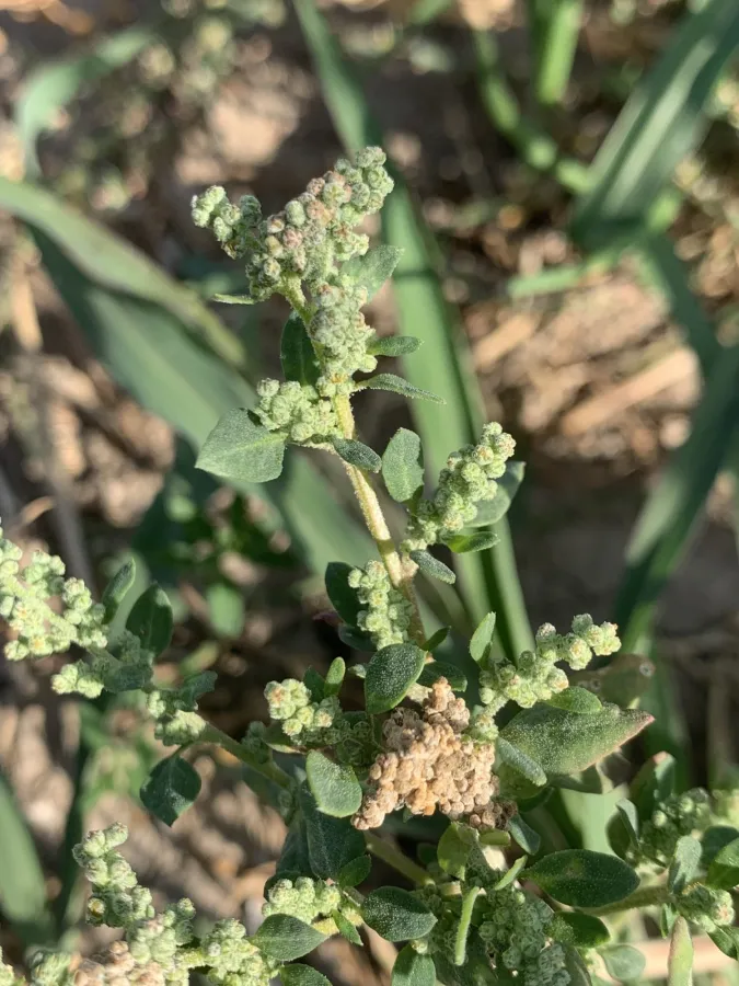 Chenopodium vulvaria