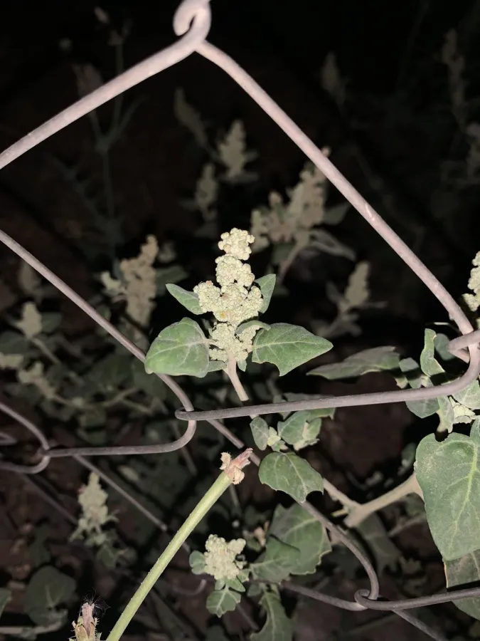 Chenopodium vulvaria